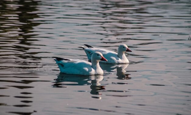 Invitan a juarenses a disfrutar y respetar la presencia de aves migratorias en el Parque Central