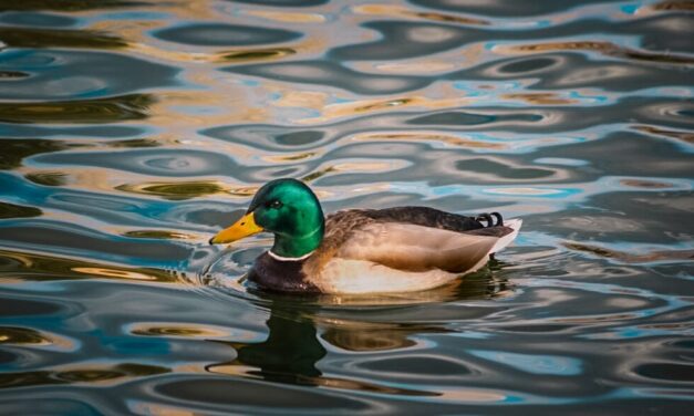Invitan a juarenses a disfrutar y respetar la presencia de aves migratorias en el Parque Central