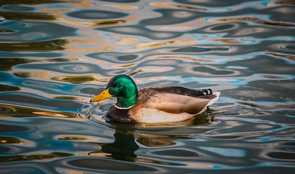 Invitan a juarenses a disfrutar y respetar la presencia de aves migratorias en el Parque Central