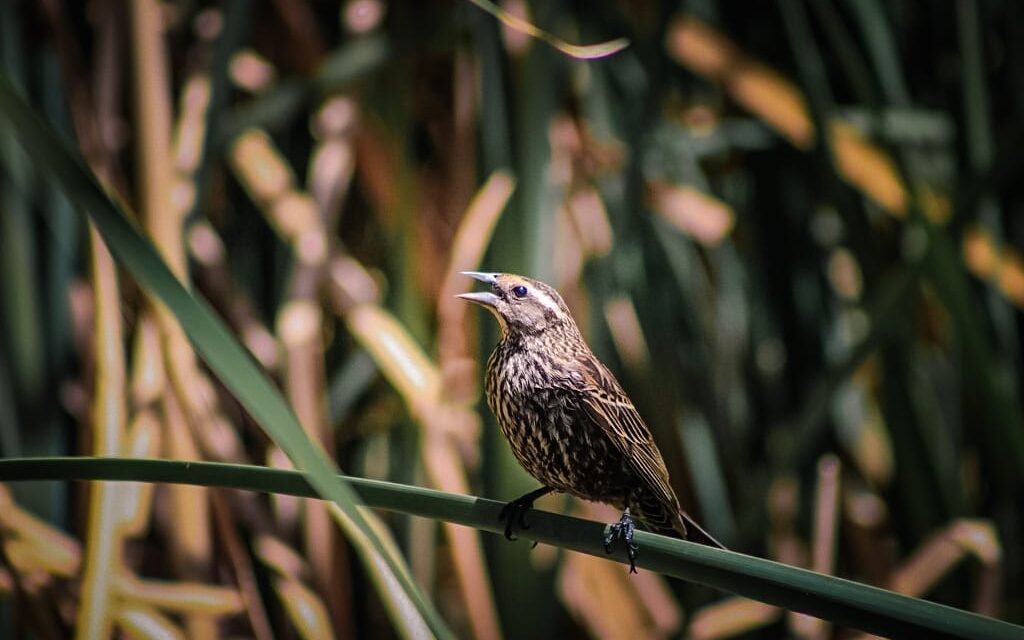 Invitan a juarenses a disfrutar y respetar la presencia de aves migratorias en el Parque Central