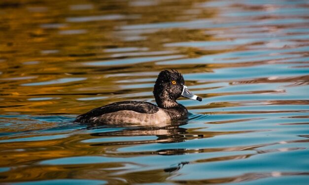 Invitan a juarenses a disfrutar y respetar la presencia de aves migratorias en el Parque Central