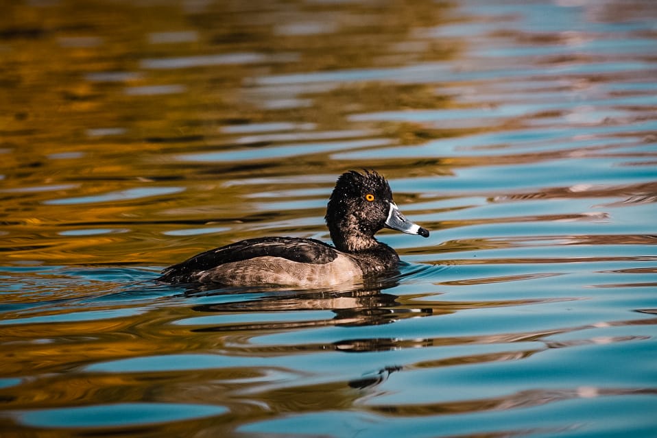 Invitan a juarenses a disfrutar y respetar la presencia de aves migratorias en el Parque Central