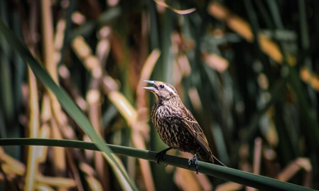 Invitan a juarenses a disfrutar y respetar la presencia de aves migratorias en el Parque Central
