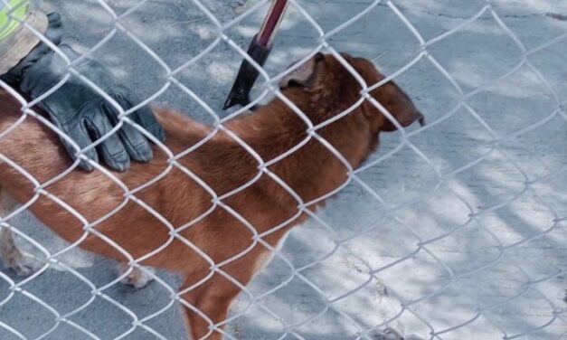 Rescatan a perro atrapado en alcantarilla en la colonia Bosque Bonito