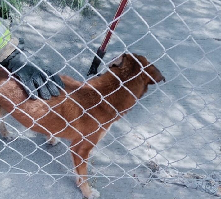 Rescatan a perro atrapado en alcantarilla en la colonia Bosque Bonito