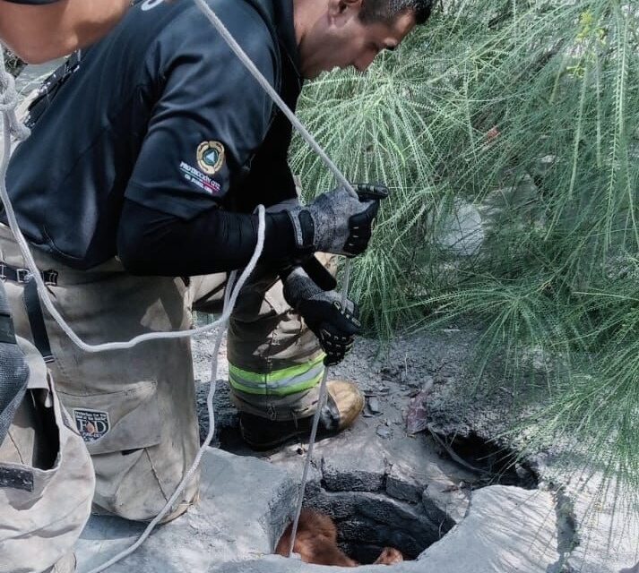 Rescatan a perro atrapado en alcantarilla en la colonia Bosque Bonito