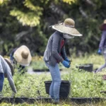 Economistas señalan a los aranceles de Trump como causa de la desaceleración laboral en EE.UU.