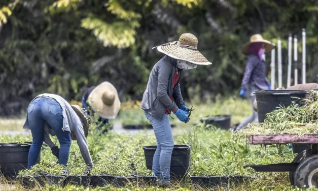 Economistas señalan a los aranceles de Trump como causa de la desaceleración laboral en EE.UU.
