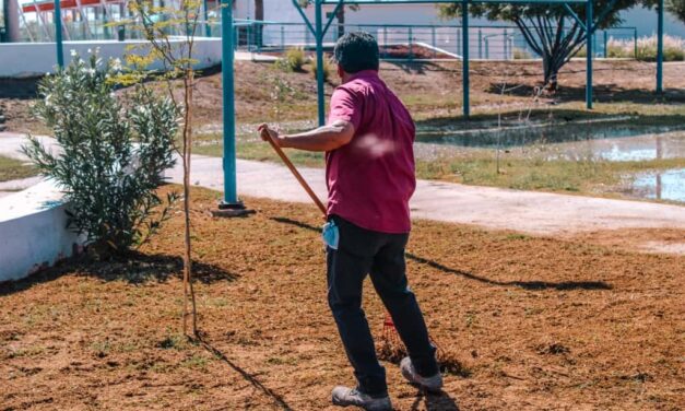 Refuerza Estado áreas verdes del Parque Central con siembra de pasto