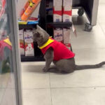 Niurka, la gatita más querida de Ciudad Juárez, conquista corazones trabajando en un Oxxo 🐾💛