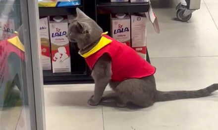 Niurka, la gatita más querida de Ciudad Juárez, conquista corazones trabajando en un Oxxo 🐾💛