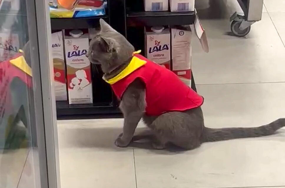 Niurka, la gatita más querida de Ciudad Juárez, conquista corazones trabajando en un Oxxo 🐾💛