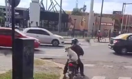 Un perrito “se adopta solo” y conmueve a todos en redes