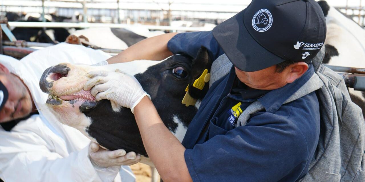 Respalda Gobierno de Chihuahua las medidas de Sonora contra el Gusano Barrenador