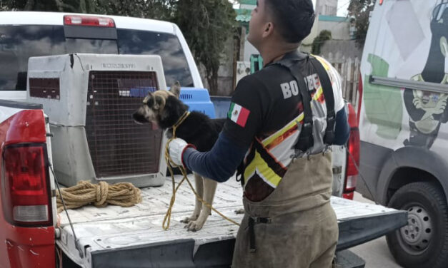“Amores Perros” en Urbi Villa del Cedro III
