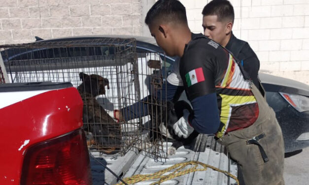 “Amores Perros” en Urbi Villa del Cedro III