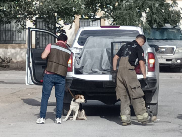 “Amores Perros” en Urbi Villa del Cedro III