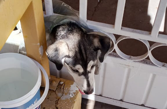 Rescata Protección Civil a perrito atrapado en un barandal en la colonia Córdoba Américas