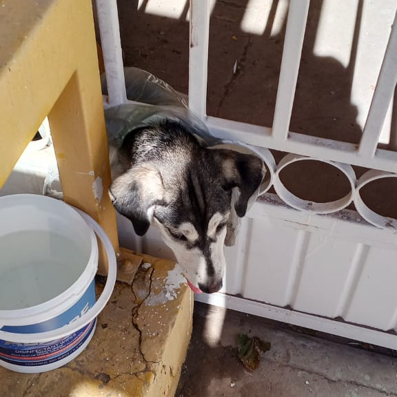 Rescata Protección Civil a perrito atrapado en un barandal en la colonia Córdoba Américas