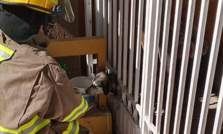 Rescata Protección Civil a perrito atrapado en un barandal en la colonia Córdoba Américas