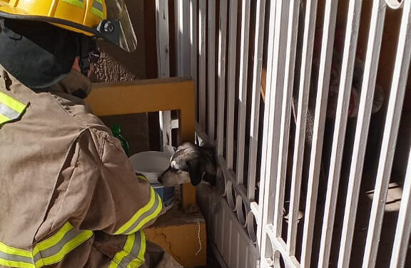Rescata Protección Civil a perrito atrapado en un barandal en la colonia Córdoba Américas