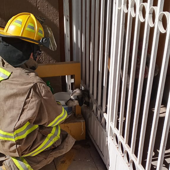 Rescata Protección Civil a perrito atrapado en un barandal en la colonia Córdoba Américas