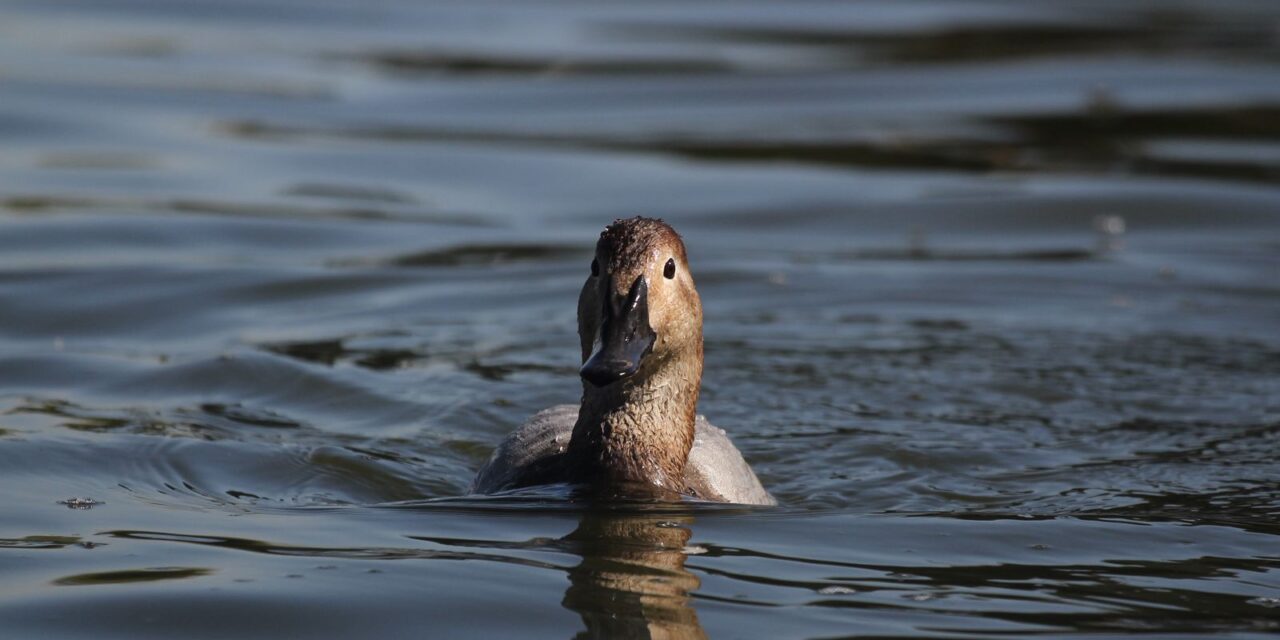 Registra Parque Central avistamiento de pato migratorio
