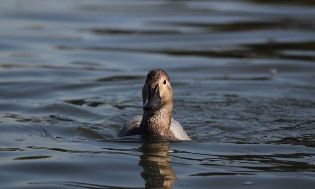 Registra Parque Central avistamiento de pato migratorio