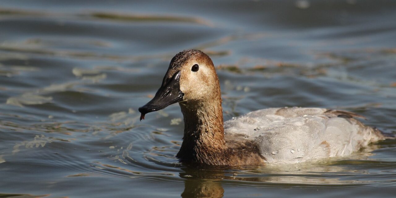 Registra Parque Central avistamiento de pato migratorio