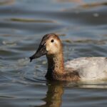 Registra Parque Central avistamiento de pato migratorio
