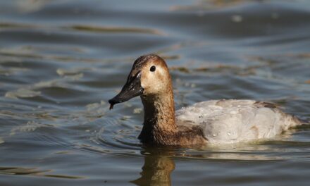 Registra Parque Central avistamiento de pato migratorio