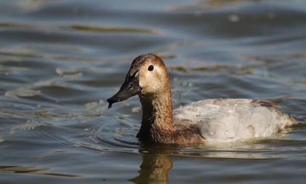 Registra Parque Central avistamiento de pato migratorio