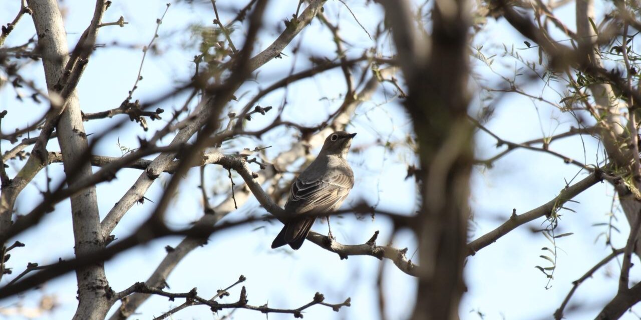Registran por primera vez presencia del clarín norteño en el Parque Central