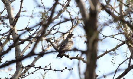 Registran por primera vez presencia del clarín norteño en el Parque Central