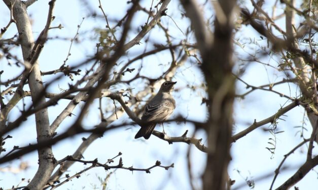 Registran por primera vez presencia del clarín norteño en el Parque Central
