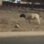 ¡El Paso se convirtió en rodeo urbano!