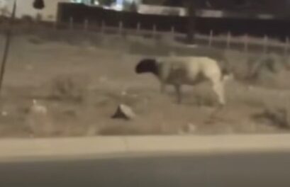 ¡El Paso se convirtió en rodeo urbano!