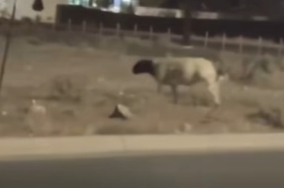 ¡El Paso se convirtió en rodeo urbano!