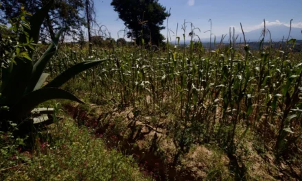Gobernación llama a productores agrícolas a evitar bloqueos y mantener el libre tránsito