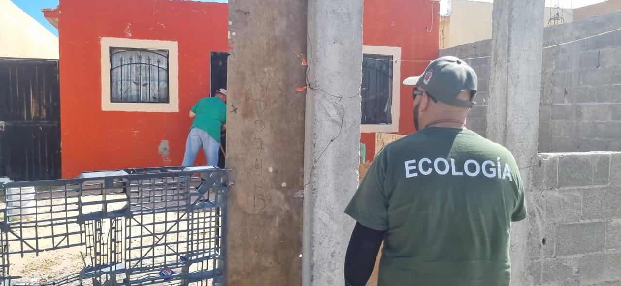 Ha fumigado Ecología más de 900 viviendas contra la garrapata