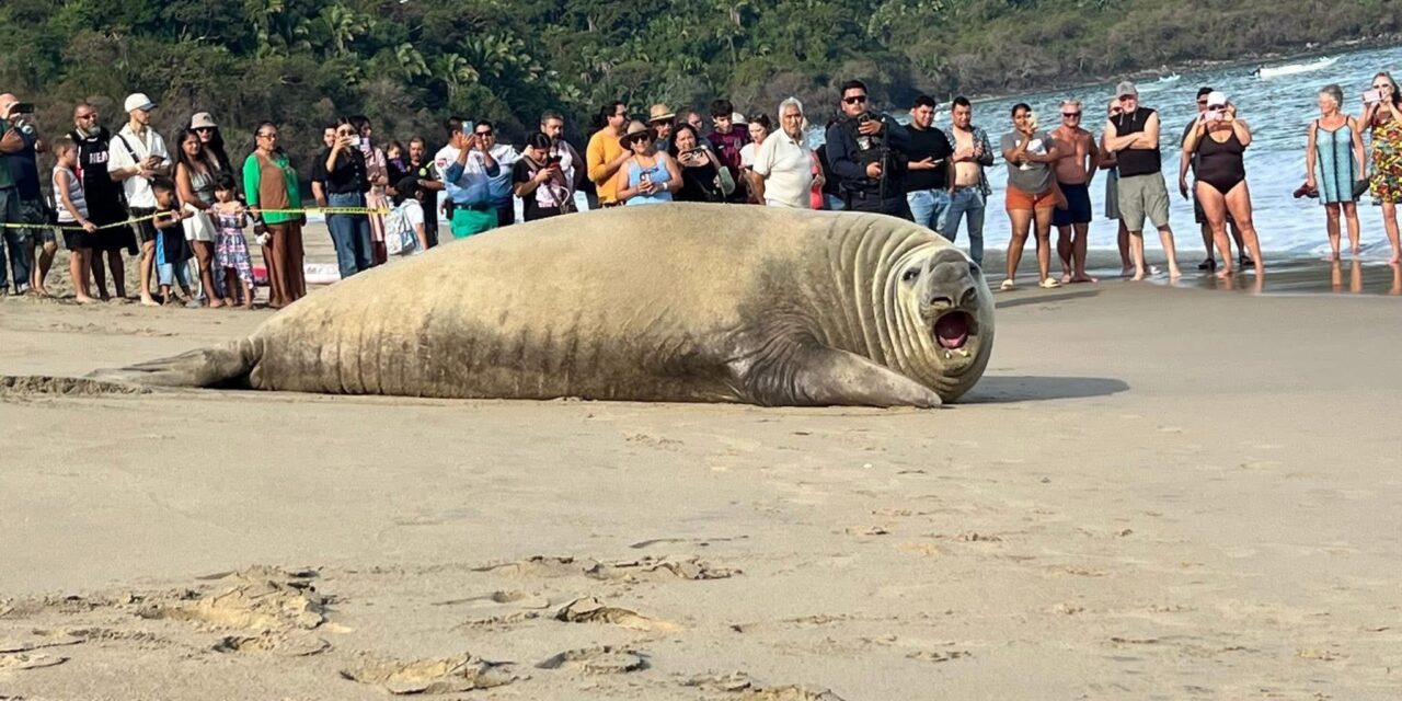 Turista con bigotes: elefante marino se toma un descanso y enamora a playas de Nayarit