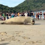 Turista con bigotes: elefante marino se toma un descanso y enamora a playas de Nayarit