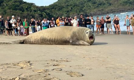 Turista con bigotes: elefante marino se toma un descanso y enamora a playas de Nayarit