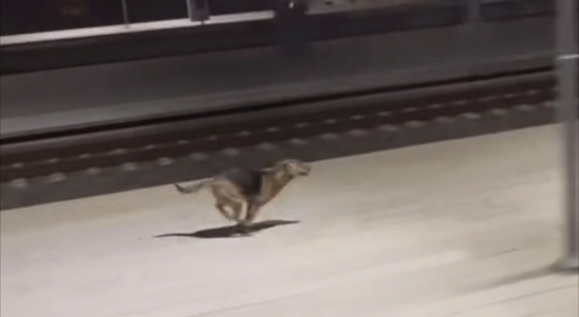 Perrito lo espera cada noche en la estación del tren.