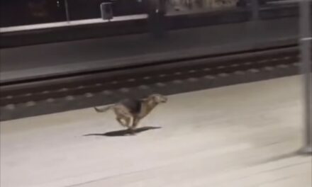 Perrito lo espera cada noche en la estación del tren.
