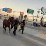 Bomberos resguardan caballo suelto en la colonia El Crucero