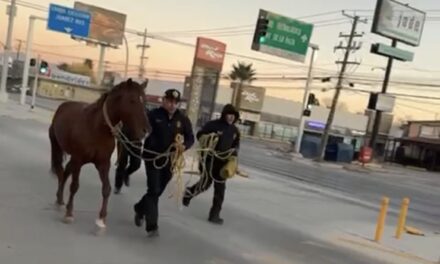 Bomberos resguardan caballo suelto en la colonia El Crucero