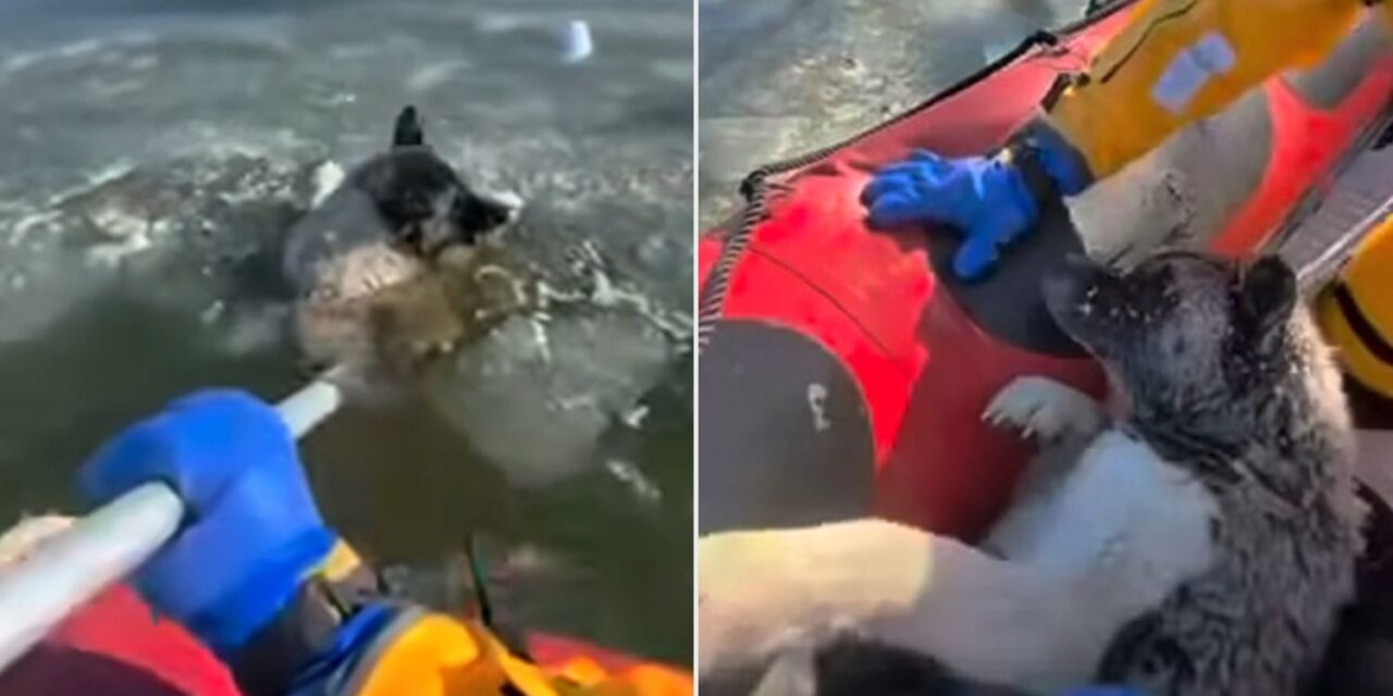¡Héroes sin capa! Bomberos desafían el hielo y salvan a perrito atrapado en aguas congeladas