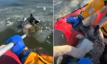 ¡Héroes sin capa! Bomberos desafían el hielo y salvan a perrito atrapado en aguas congeladas