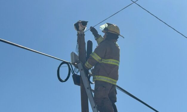 Rescatan a gato atrapado a 10 metros de altura en la colonia Altavista